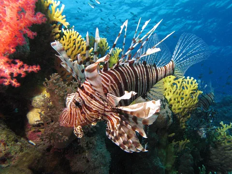 Common lionfish (Pterois miles) near Dunraven wreck, Egyptian Red Sea
